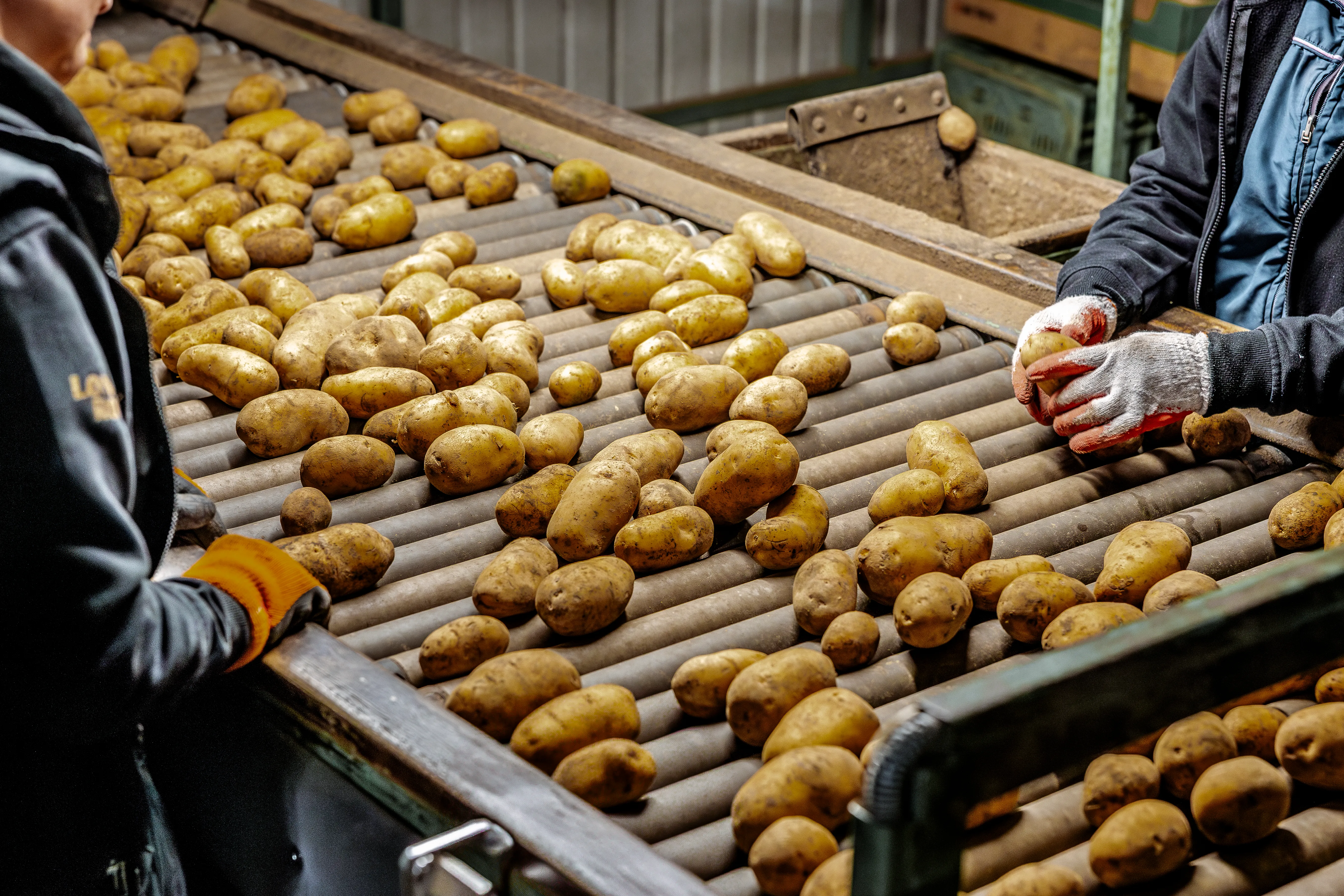 Pracownicy przy linii kontroli jakości i segregacji ziemniaków