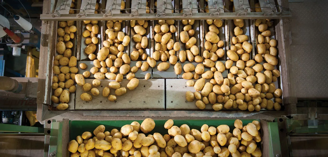 widok z góry na pracujące urządzenie sortujące ziemniaki